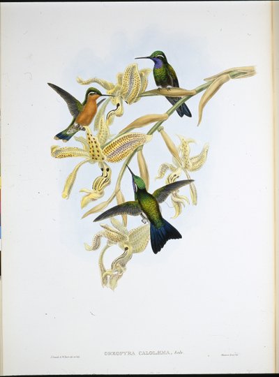 Mor boğazlı sinek kuşu (Oreopyra Calolaema) (el renginde taş) by John (after) Gould