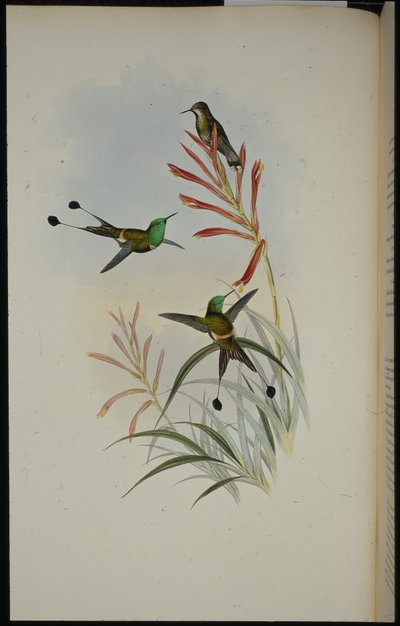 Raket kuyruğu (Discura Longicauda) (el renginde taş) by John (after) Gould