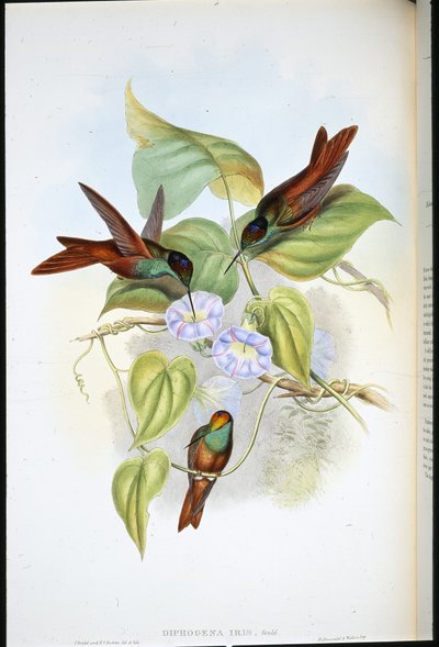 Gökkuşağı (Diphogena Iris) (el renginde taş) by John (after) Gould