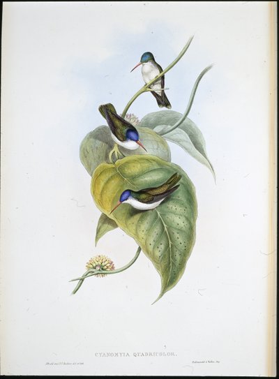 Kırmızı gagalı Azure taç (Cyanomyia Quadricolor) (el renginde taş) by John (after) Gould