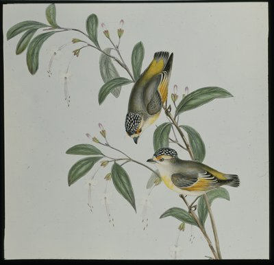 Kırmızı lord Pardalote (pardalotus rubricatus) (el renginde taş) by John (after) Gould