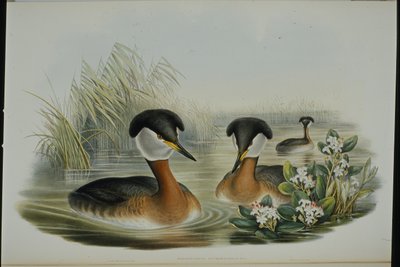 Kızıl boyunlu batağan (Podiceps Rubricollis) (el renginde taş) by John (after) Gould