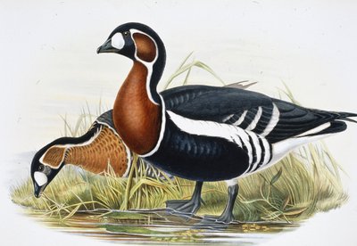 Kırmızı Göğüslü Kaz (Bernicla Ruficollis (el renginde taş) by John (after) Gould