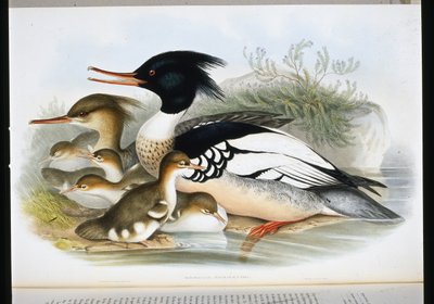 Kırmızı Göğüslü Merganser (Mergus Serrator) (el renginde taş) by John (after) Gould
