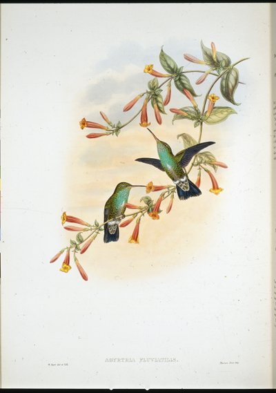 Riverine Zümrüt (Agyrtria Fluviatilis) (el renginde taş) by John (after) Gould