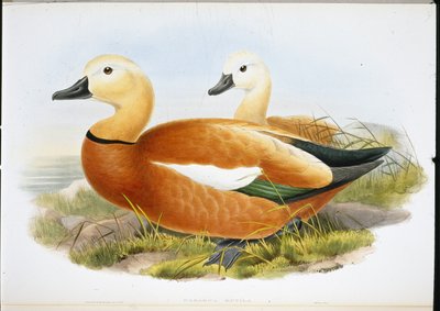 Ruddy Shelldrake (Casaraca Rutila) (el renginde taş) by John (after) Gould