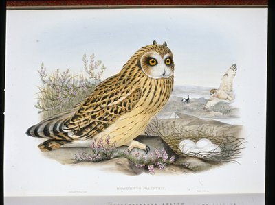 KISA KULAKLI BAYKUŞ (Brachyotus Palustris) (el renginde taş) by John (after) Gould