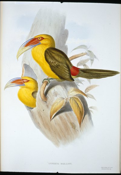 Safran rengi Tepe Toucan (Andigena Bailloni) (el rengi taş) by John (after) Gould