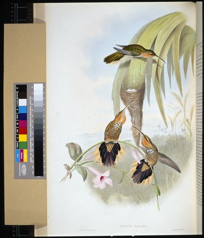 Testere gagası (grypus naevius) (el boyaması taş) by John (after) Gould