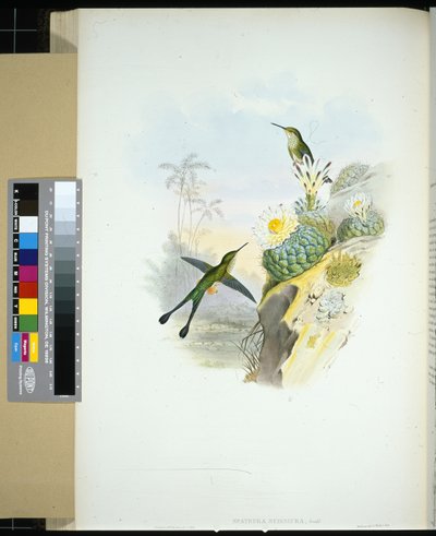 Makas kuyruklu Raket kuyruğu (spathura scissiura) (el renginde taş) by John (after) Gould