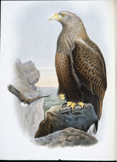 Deniz Kartalı (Haliaetus Albicilla) (el renginde taş) by John (after) Gould