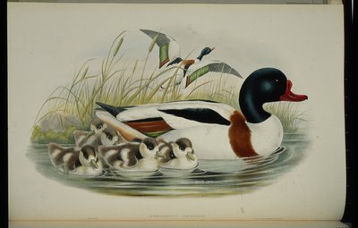 Kabuklu Ördek (Tadorna Vulpanser) (el renginde taş) by John (after) Gould