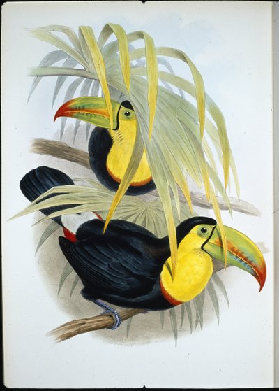 Kısa gagalı Toucan (Ramphastos Brevicarinatus) (el renginde taş) by John (after) Gould