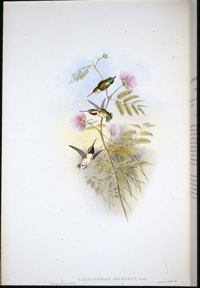 Kısa kuyruklu Ağaç-yıldız (Calothorax Micrurus) (el renginde taş) by John (after) Gould