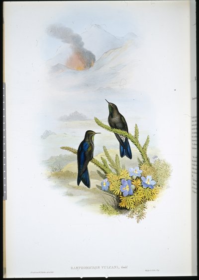 Güney Diken Gagası (Ramphomicron Vulcani) (el boyaması taş) by John (after) Gould