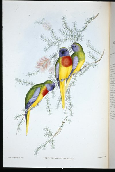 Splendid Grass Parakeet (euphema splendida) (el renginde taş) by John (after) Gould