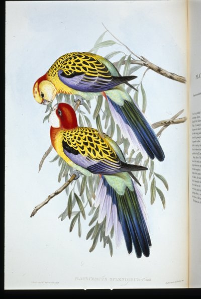 Splendid Parakeet (palatycercus şanlı) (el renginde taş) by John (after) Gould