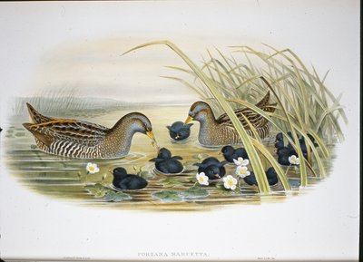 Benekli Crake (Porzana Maruetta) (el renginde taş) by John (after) Gould
