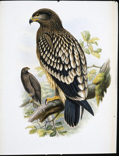 Benekli Kartal (Aquila Naevia) (el renginde taş) by John (after) Gould