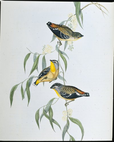 Benekli Pardalote (Pardalotus Punctatus) (el renginde taş) by John (after) Gould