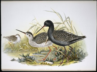 Benekli Kızılbacak (Totanus Fuscus) (el renginde taş) by John (after) Gould