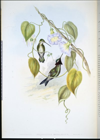 Çizgili göğüslü Yıldız boğazı (heliomaster mesoleucus) (el renginde taş) by John (after) Gould