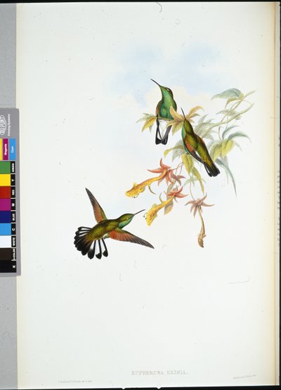 Çizgili kuyruklu sinek kuşu (Eupherusa Eximia) (el renginde taş) by John (after) Gould