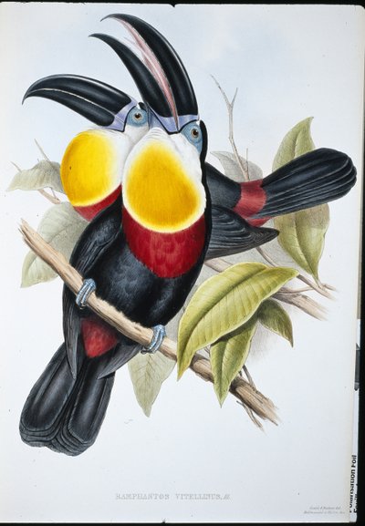Kükürt ve Beyaz Göğüslü Toucan (Ramphastos Vitellinus) (el boyaması taş) by John (after) Gould