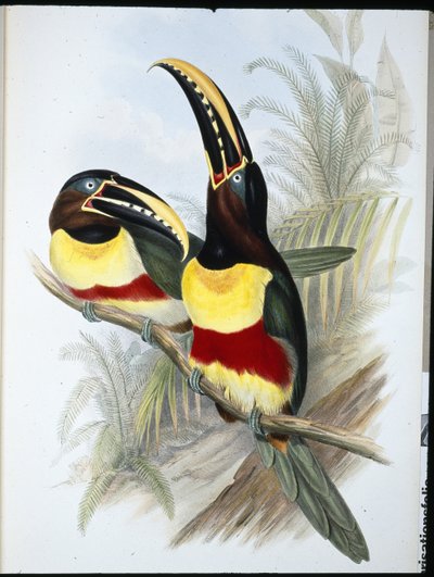 Kükürt ve Beyaz Göğüslü Toucan (Ramphastos Vitellinus) (el boyaması taş) by John (after) Gould