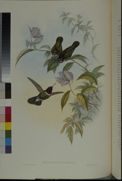 Güneş Meleği (Heliangelus Clarisse) (el boyaması taş) by John (after) Gould
