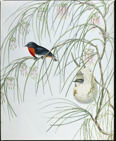 Kırlangıç ​​Diceum (Dicaeum Hirundinaceum) (el boyaması taş) by John (after) Gould