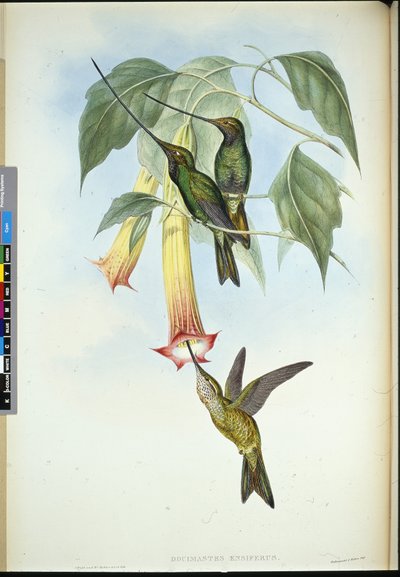 Kılıç gagası (Docimastes Ensiferus) (el boyaması taş) by John (after) Gould