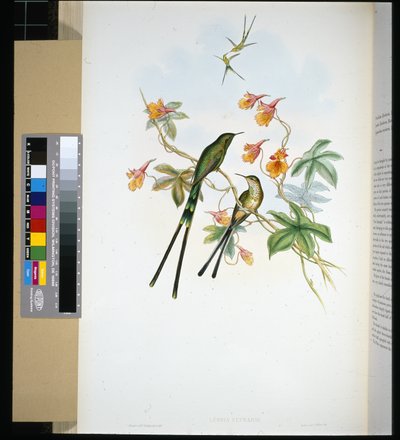 Tren taşıyıcısı (lesbia eucharis) (el boyaması taş) by John (after) Gould