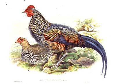 Sanatçı ve William Hart (1823-1894) (litho) tarafından oyulmuş iki Asya sülün (Gallus Sonneratii) by John (after) Gould