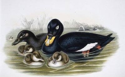Kadife Scoter (oidemla fusca) (el renginde taş) by John (after) Gould