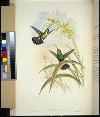 Veraguan Mango (lampornis veraguensis) (el renginde taş) by John (after) Gould