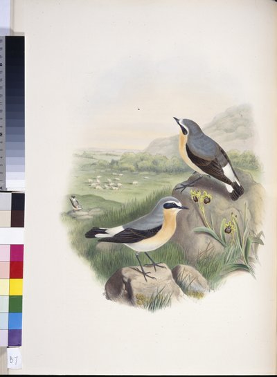 Wheatear (Oenanthe oenanthe) (el renginde taş) by John (after) Gould
