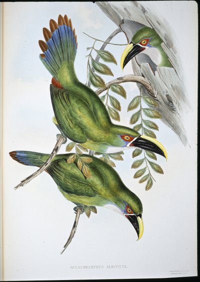 Beyaz bantlı Groove-bill Toucan (Aulacoramphus Albivitta) (el renginde taş) by John (after) Gould