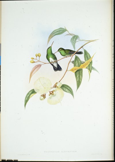 Ak karınlı Zümrüt (Thaumatias Albiventris) (el renginde taş) by John (after) Gould