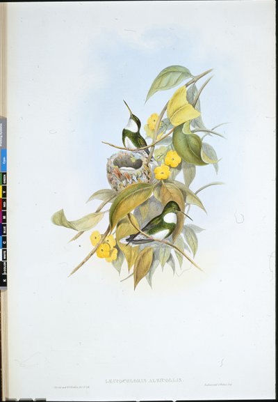 Beyaz boğaz (Leucochloris Albicollis) (el renginde taş) by John (after) Gould