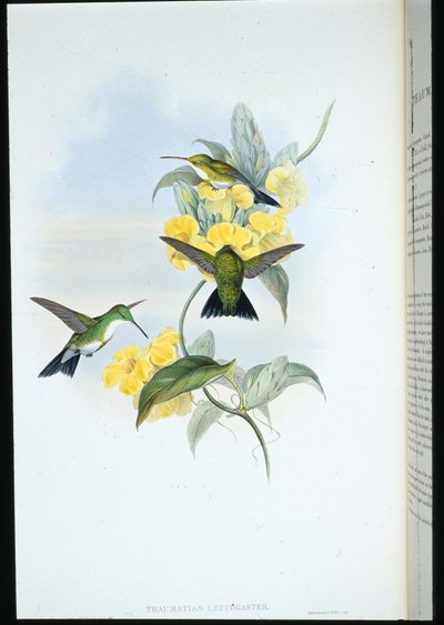 Beyaz boğazlı Zümrüt (Thaumatias Leucogaster) (el renginde taş) by John (after) Gould