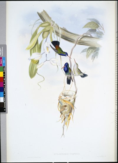 Beyaz boğazlı Safir (Hylocharis Cyaneus) (el renginde taş) by John (after) Gould