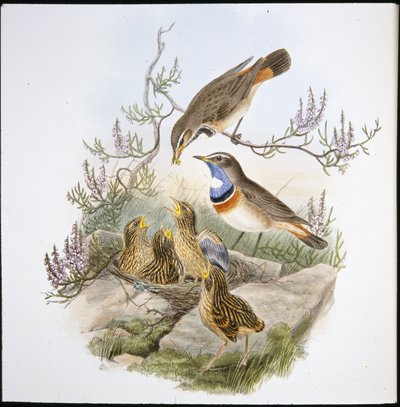 Beyaz Boğazlı Bluebreast (Cyanecula Leucocyana) (el renginde taş) by John (after) Gould