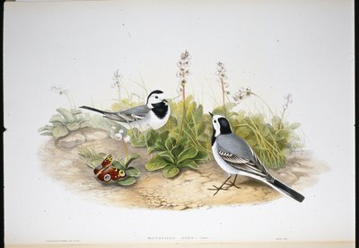 Beyaz Kuyruksallayan (Motacilla Alba) (el renginde taş) by John (after) Gould