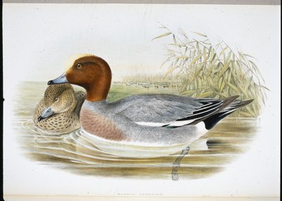 Widgeon (Mareca Penelope) (el boyaması taş) by John (after) Gould