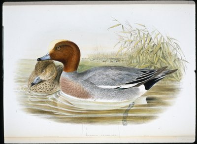Widgeon (Mareca Penelope) (el boyaması taş) by John (after) Gould