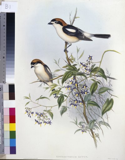 Woodchat Shrike (Enneoctonus Rufus) (el renginde taş) by John (after) Gould