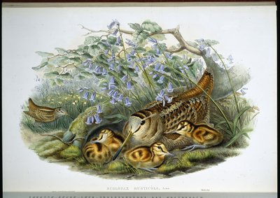 Woodcock (Scolopax Rusticola) (el renginde taş) by John (after) Gould