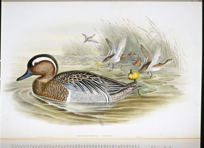 querquedula circia (el renginde taş) by John (after) Gould