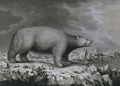 Kutup Ayısı, Peter Mazel tarafından John Webber (1750-1793) tarafından James Cook